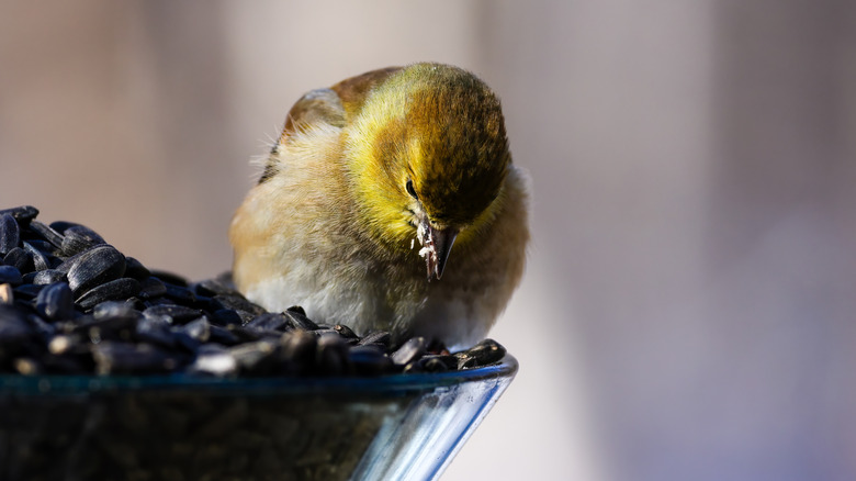 American goldfinch eating black oil sunflower seeds out of feeder.
