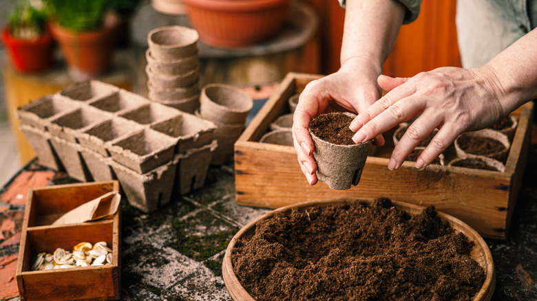 a gardener adds soil to small pots