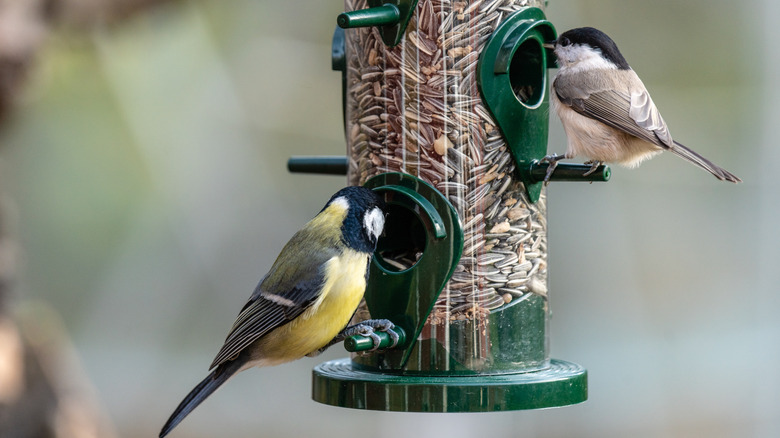 Birds perched on feeder
