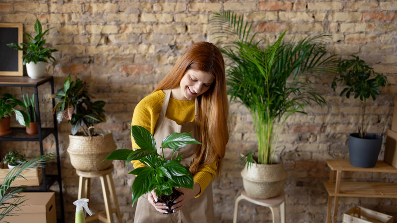 A woman prepares a houseplant for potting