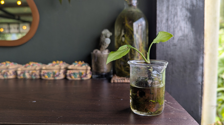 A vintage glass measuring cup with a plant inside