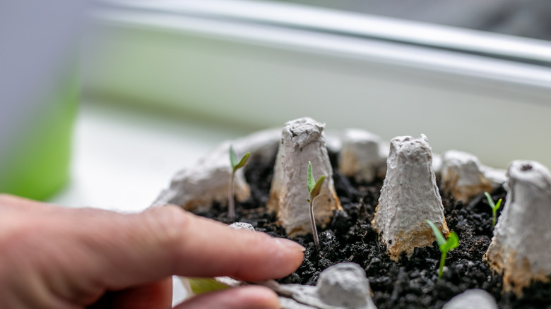 A person touching their egg carton seed starting tray.