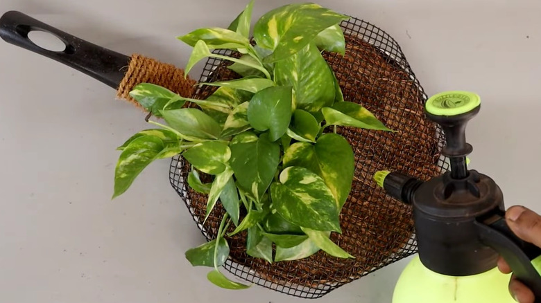 Person watering plants in a frying pan