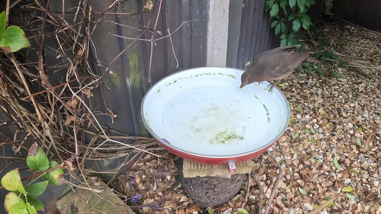 Bird drinking from a skillet bird bath