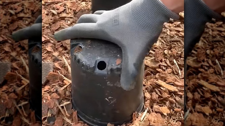 Person using covering plants with nursery pots to protect them while mulching
