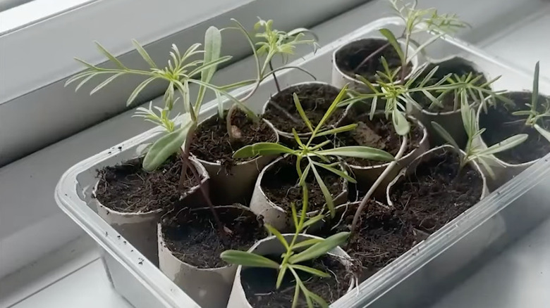 Pollinator-friendly seedling planted in upcycled toilet paper rolls