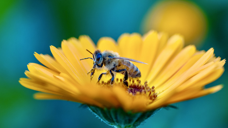 A bee on a yellow flower