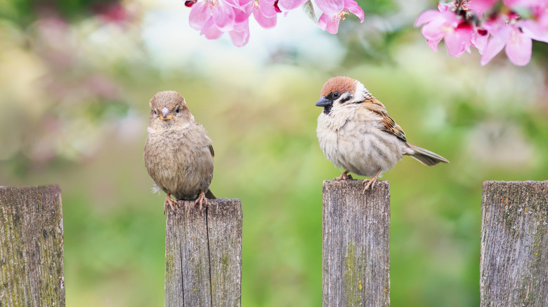 Two sparrow birds sitting on fence posts below pink flowers in home yard
