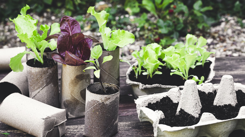 plants in toilet paper tubes
