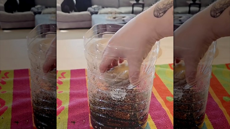 Person sowing seeds in a plastic milk jug