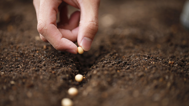 Closeup of a hand planting a seed in the dirt
