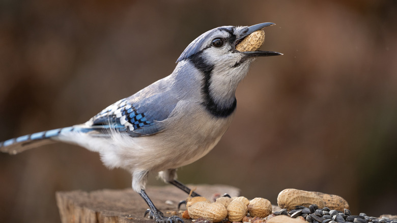 A blue jay perched and eating nuts