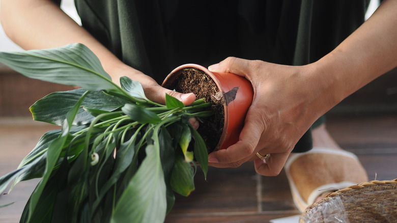A person taking plant out of plastic nursery pot