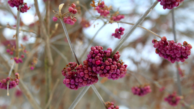 Beautyberry berries in winter