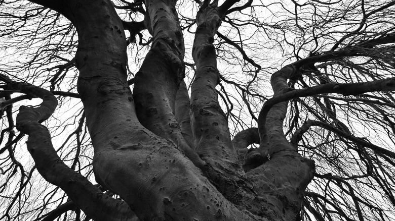 A beech tree in winter