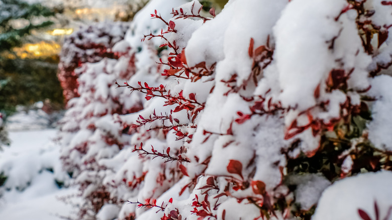 Burning bush shrubs covered in snow