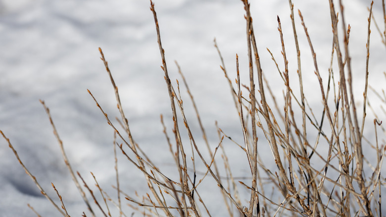 Currant shrub in winter