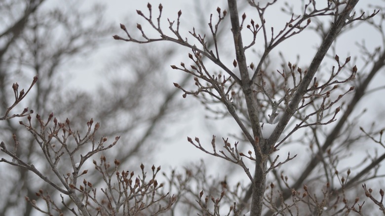 Dogwood branches in winter