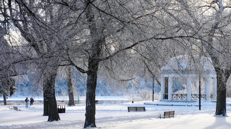 Elm trees in a park in winter
