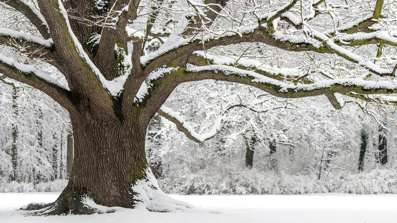 Large oak tree in winter