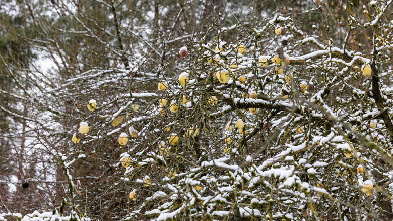 Pear tree with yellow pears covered in snow