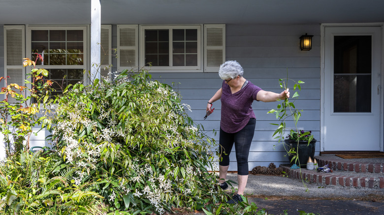 Woman trimming shrubs near the front porch