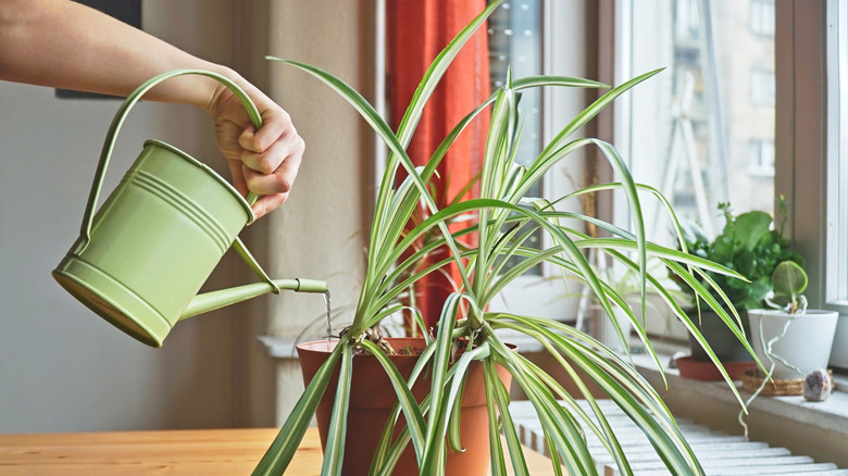 Person watering a houseplant