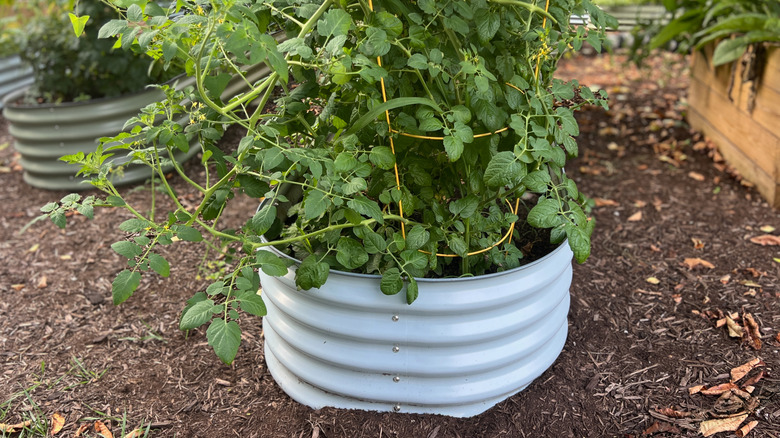 Raised garden bed made out of a stock tank