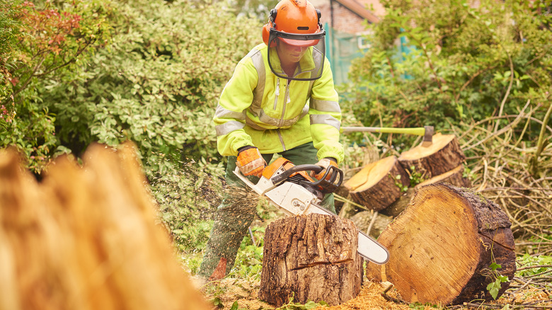 Person sawing a fallen tree
