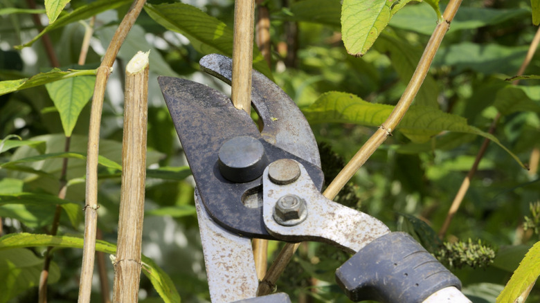 Using a lopper to trim a garden plant