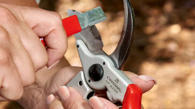 Using a Corona AC 8300 to sharpen a pruning shears