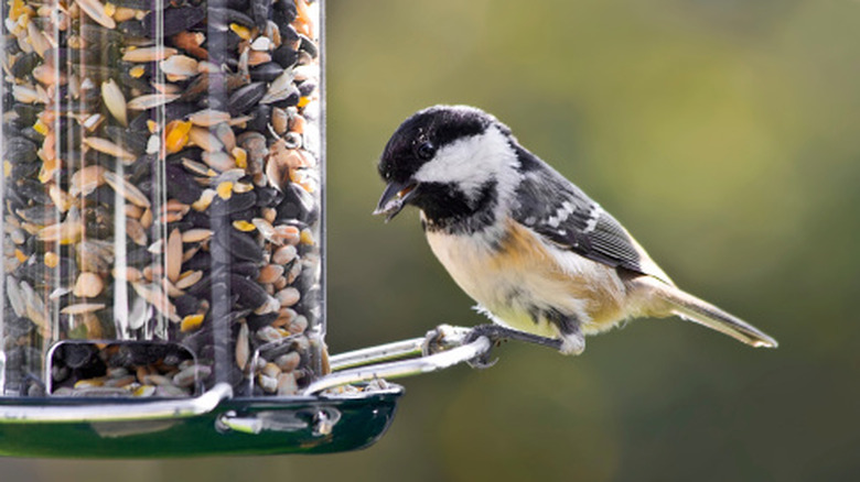 A small bird perched on a bird feeder