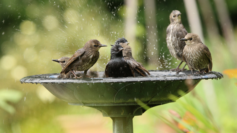 Birds splashing in a bird bath