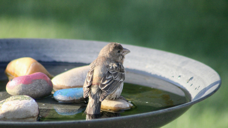 A bird sitting on a rock in a birdbath