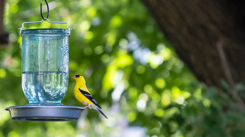 A bird visits a bird bath and feeder made from a mason jar.