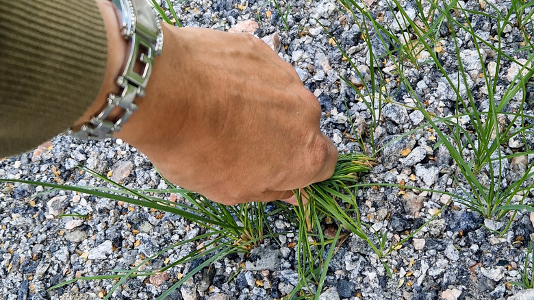 Person hand-pulling weeds from gravel driveway