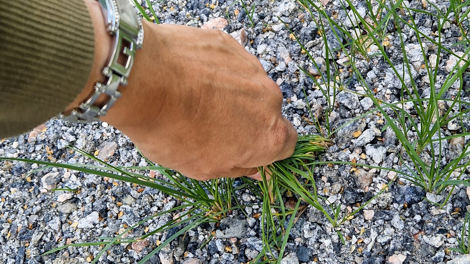 Easier Than Hand Pulling — The Overlooked Trick For Removing Weeds From Gravel Driveways