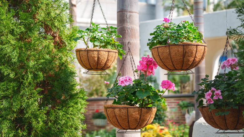 Hanging plants used as a privacy screen on a porch