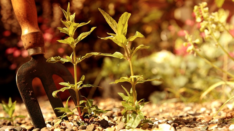 A garden fork removing weeds from a gravel path