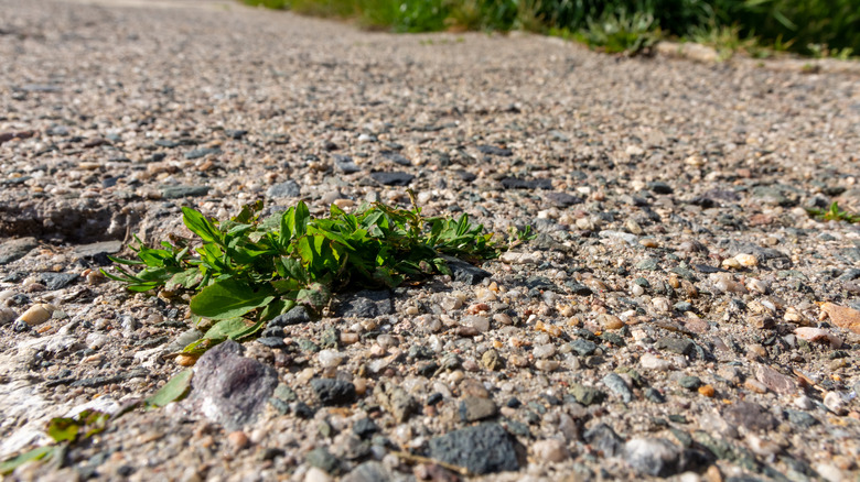 A gravel pathway with a weed growing in it