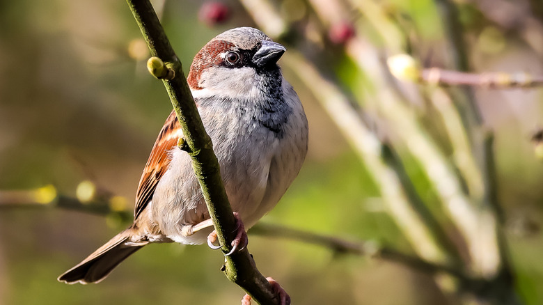 A sparrow sits on a branch