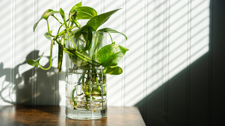 pothos cutting growing in water