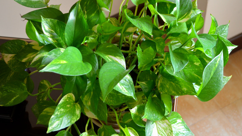 bushy green pothos plant