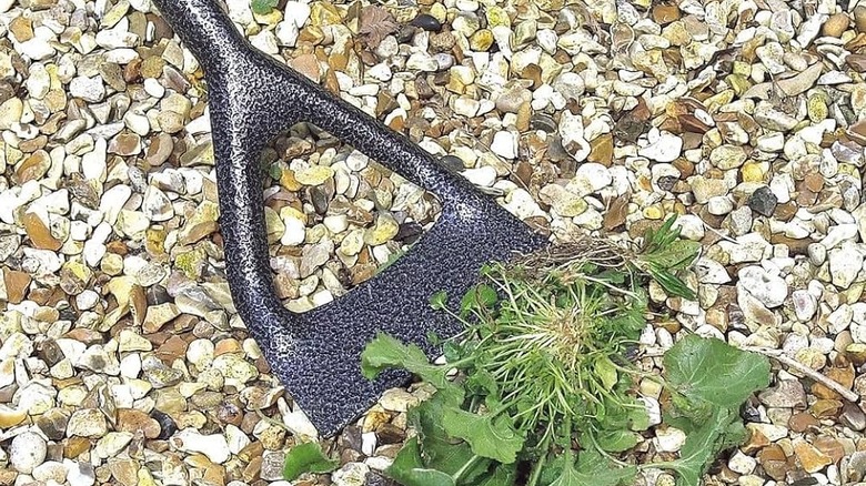 A Dutch hoe, also called a pull hoe removing a weed from a gravel driveway