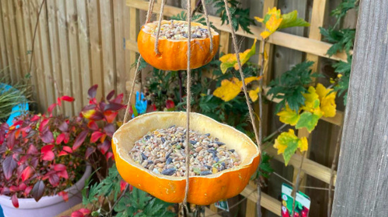 Hollowed-out pumpkin halves holding birdseed