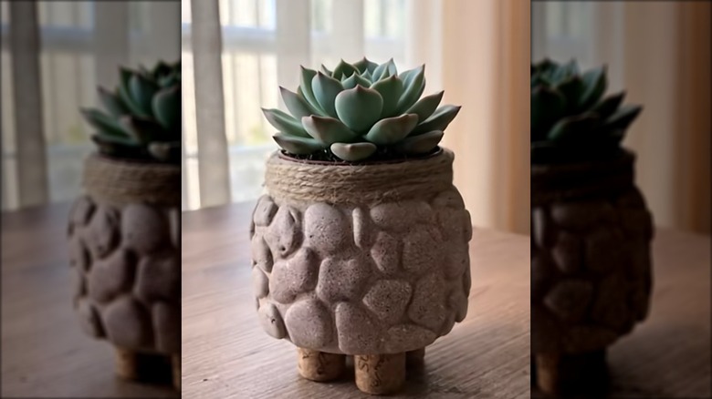 Succulent planted in DIY planter