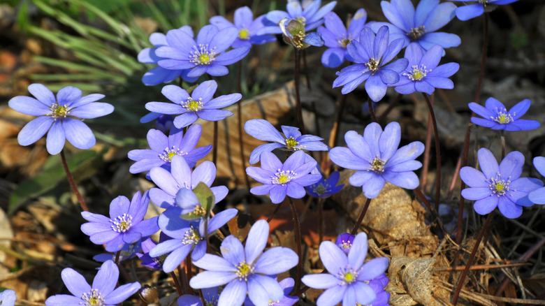blue liverleaf flowers in bloom