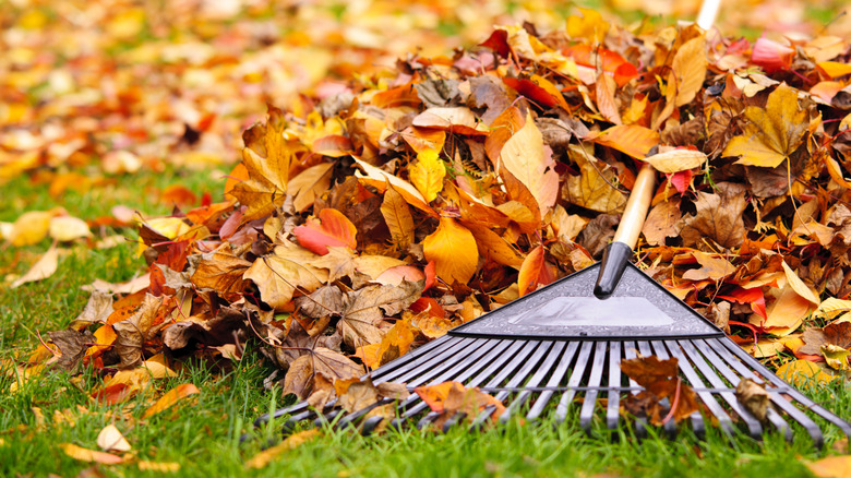 A rake resting on a pile of fall leaves