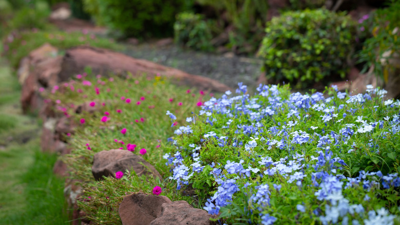 plumbago growing in flower bed