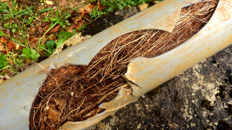 A broken sewer pipe full of tree roots